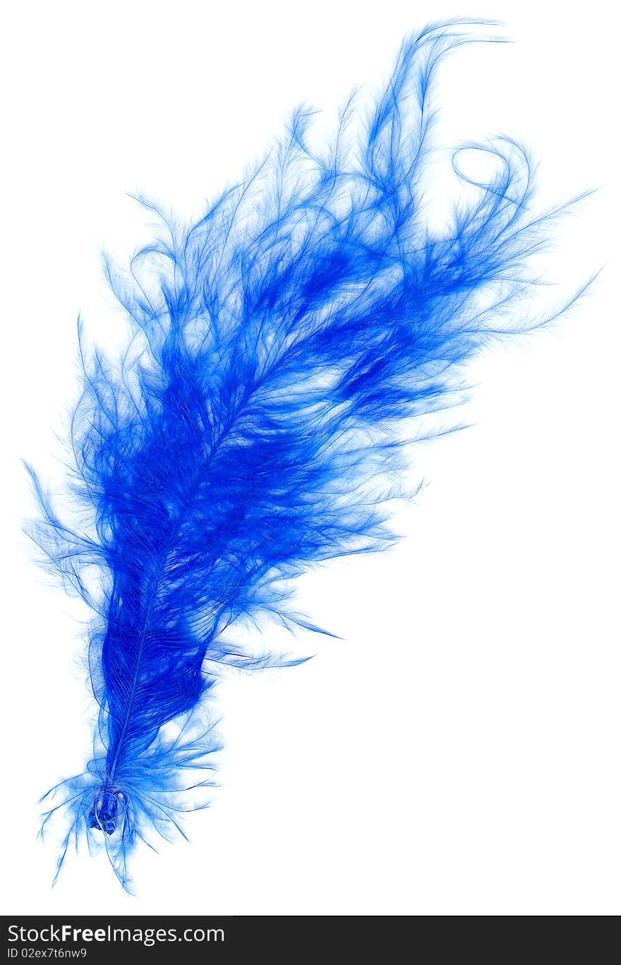 Blue feather