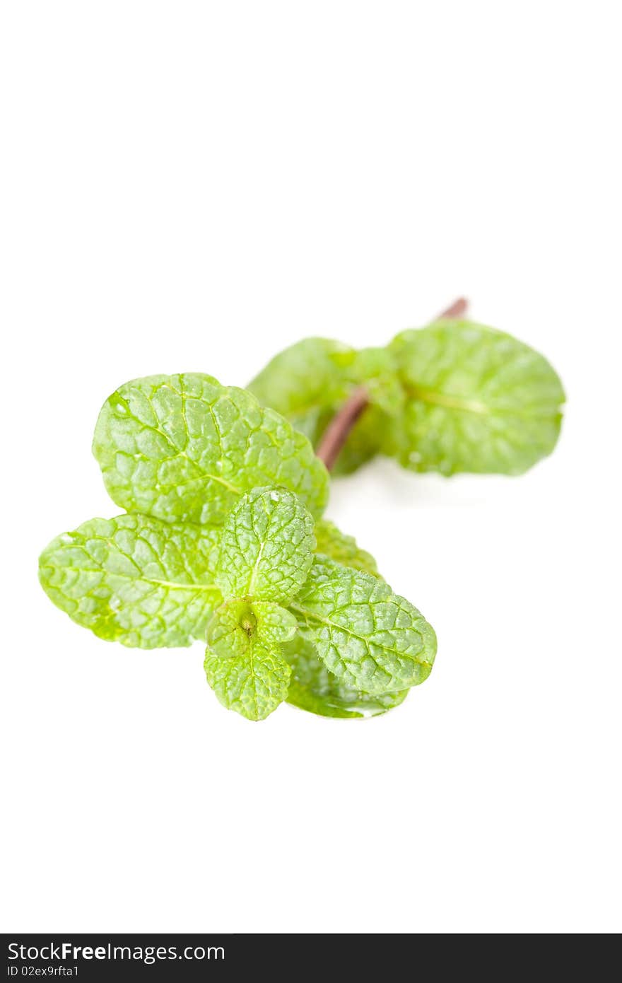 Green mint leaf isolated on white background