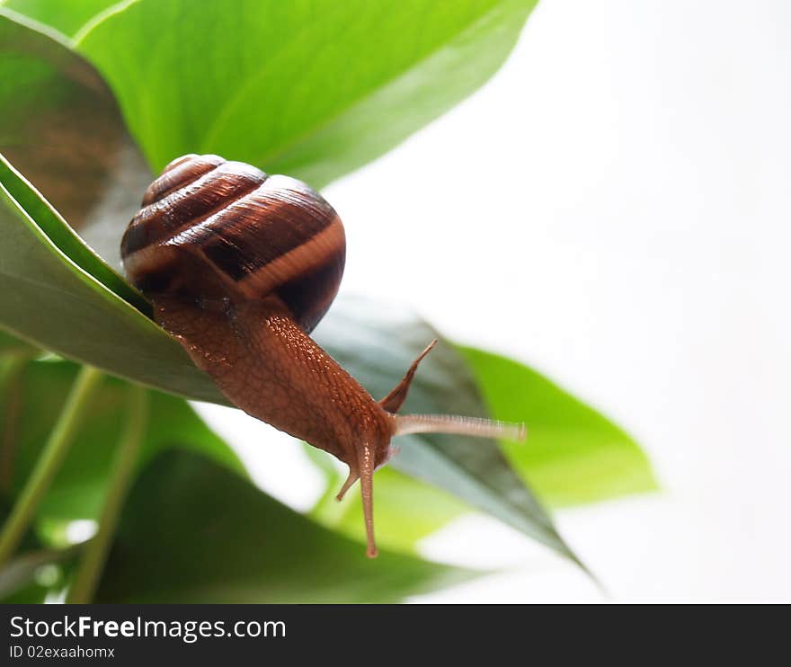 Snail over the leaves