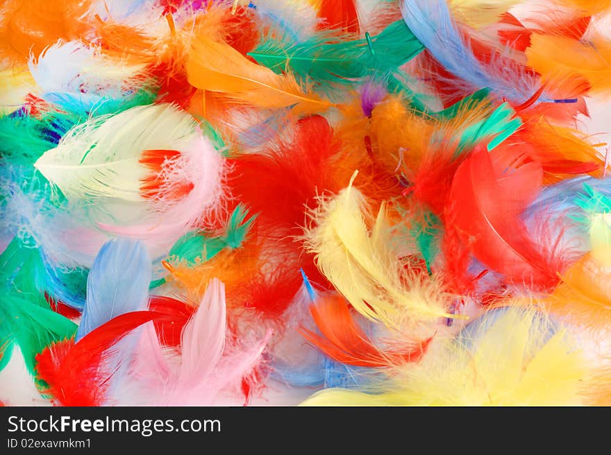 Soft feathers of various colors