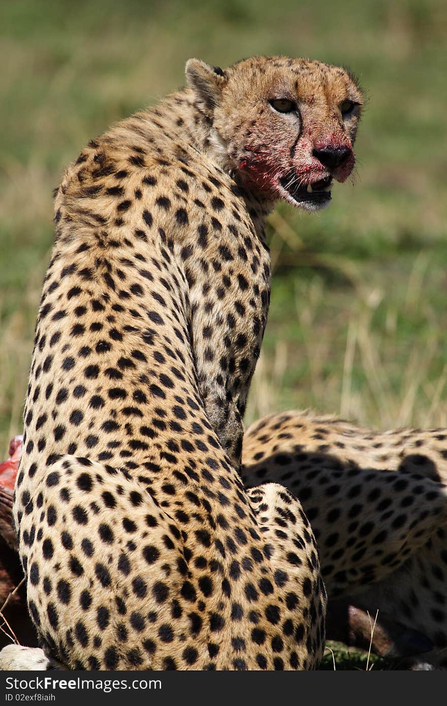 Cheetah With Bloody Face