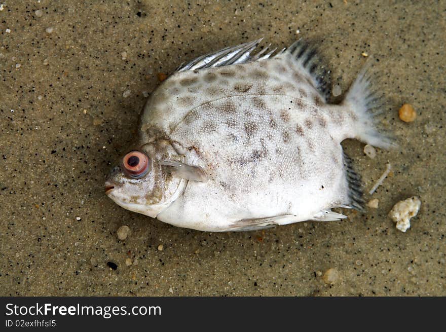 A dead fish found on a polluted beach in asia