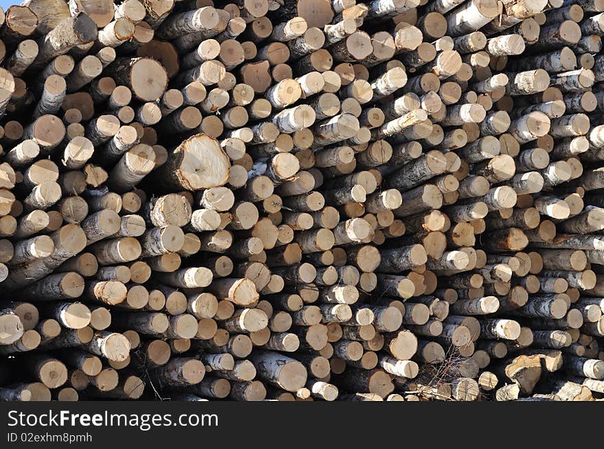 Birch Logs Stack