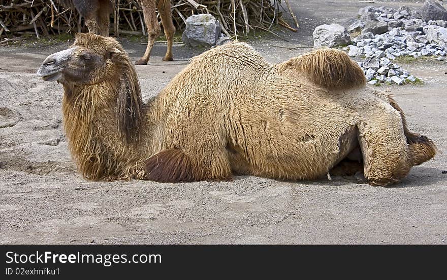 Bactrian camel. Latin name - Camelus bactrianus. Bactrian camel. Latin name - Camelus bactrianus