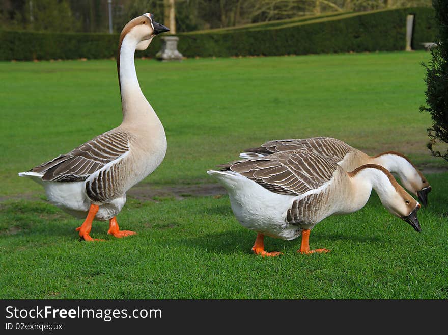 Closeup on a gray geese with gray head and black beak