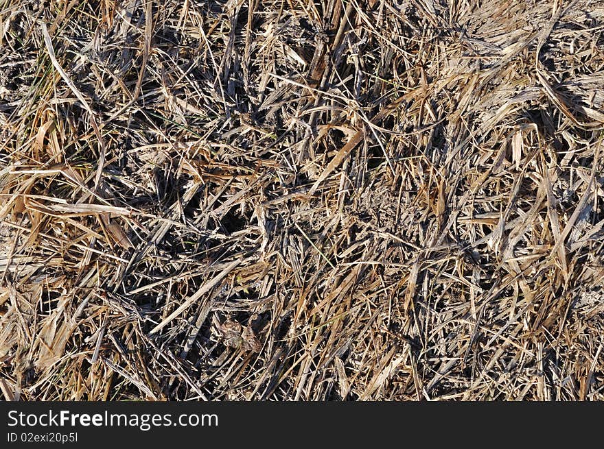 Brown last year s dry grass background