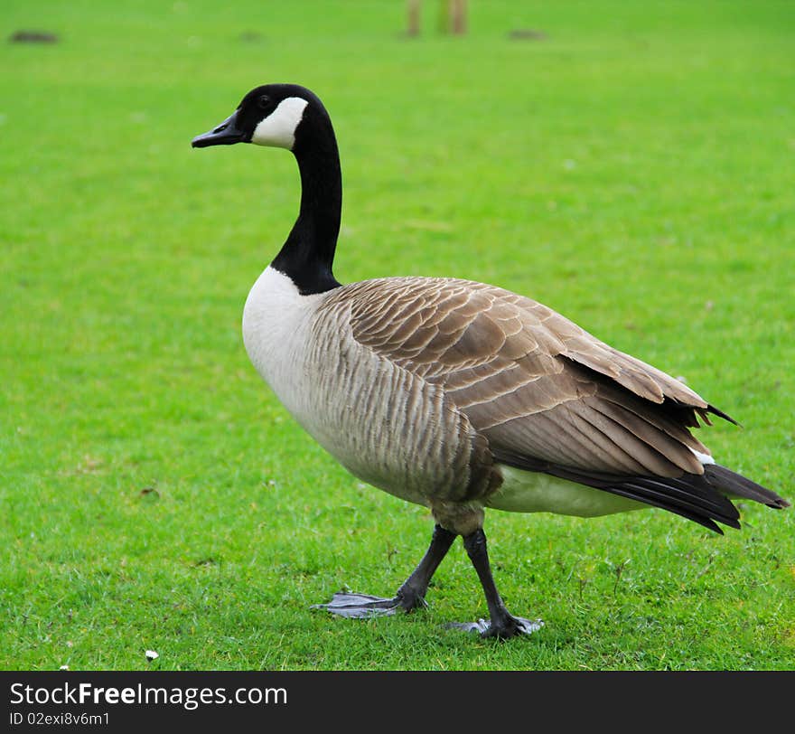 Closeup on a gray goose with black head and beak