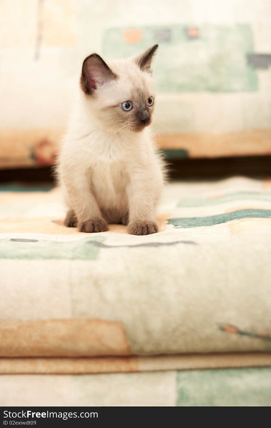 A little kitten in the house, playing