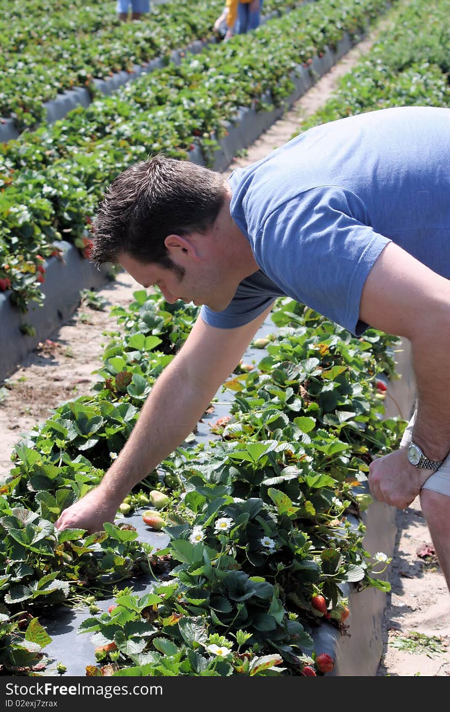 Man strawberry picking in a field. Man strawberry picking in a field