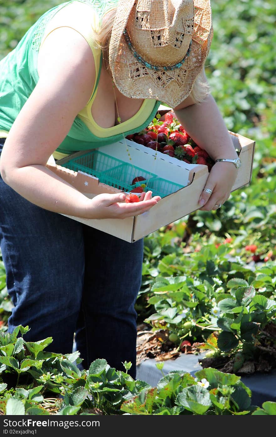 Strawberry farm full of red ripe strawberries and a girl picking them. Strawberry farm full of red ripe strawberries and a girl picking them.