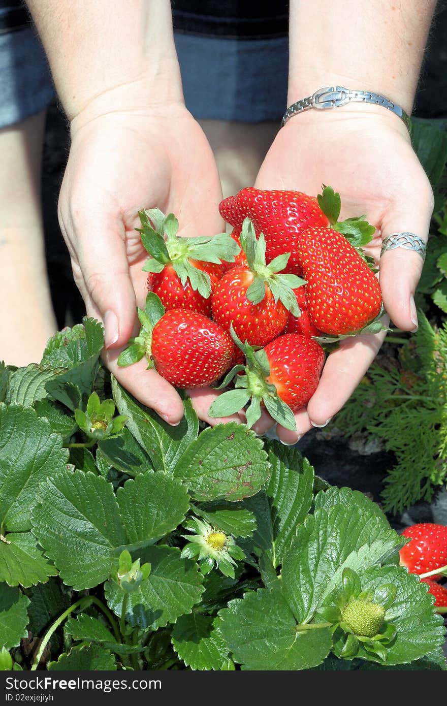 Hand full of Strawberries