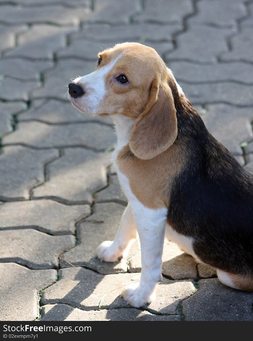 Beagle Puppy