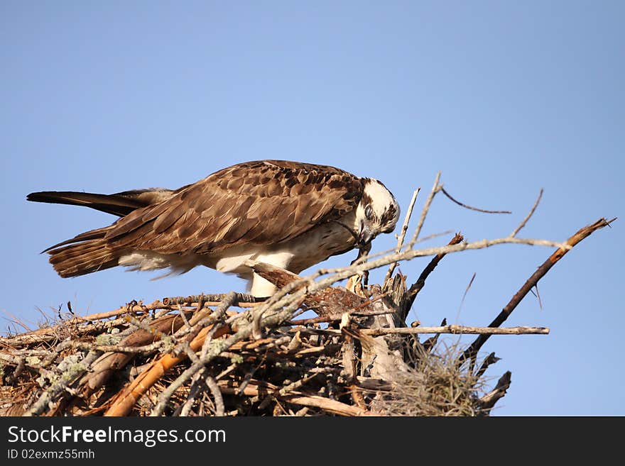 An Osprey (Pandion haliaetus) in southern Florida.