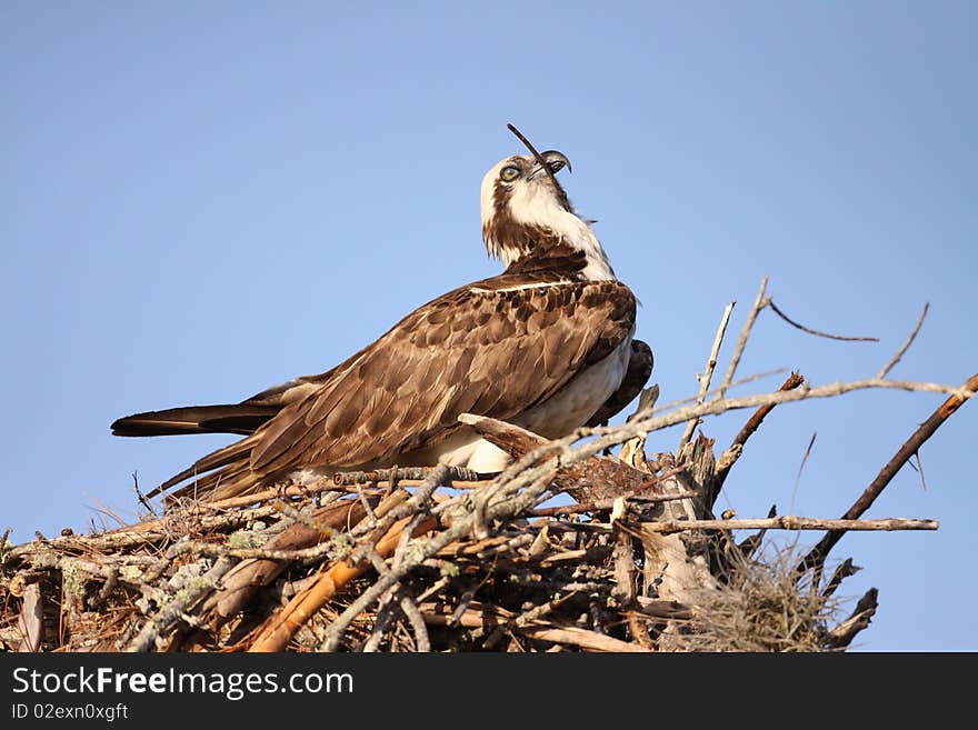 An Osprey (Pandion haliaetus) in southern Florida.