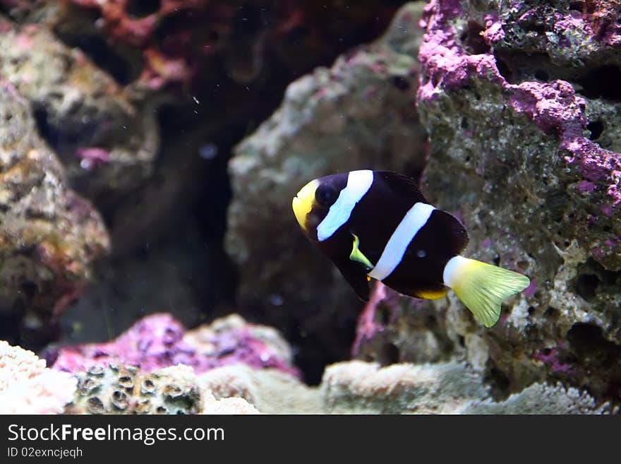 Exotic saltwatrer fish