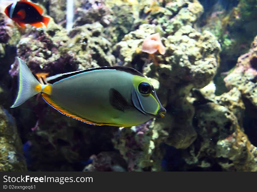 Exotic saltwatrer fish