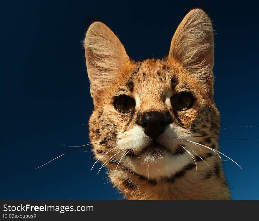 Immature Serval Kitten looking into lens on sunny day with blue sky behind