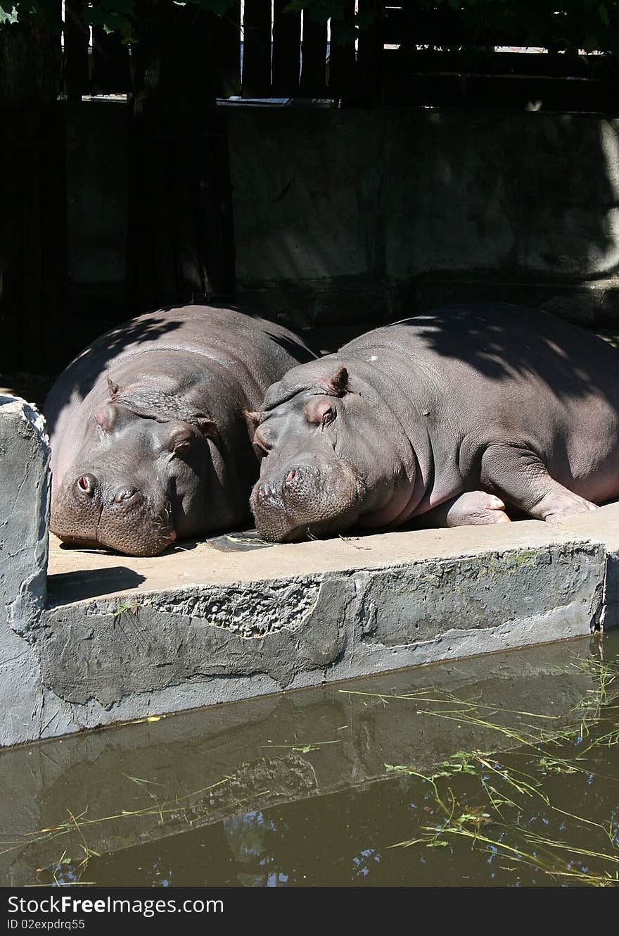 Two hippos