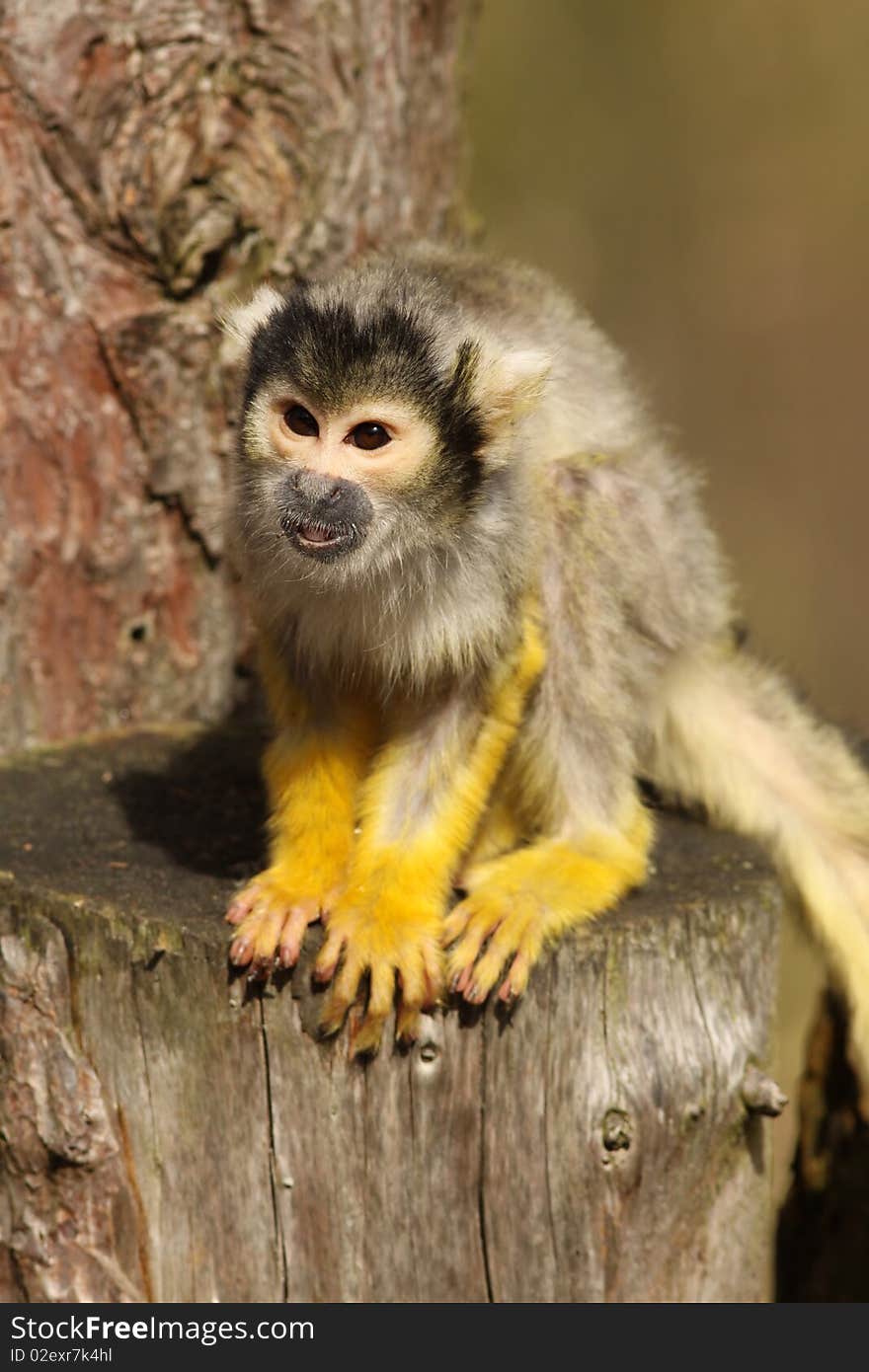 Black capped squirrel monkey