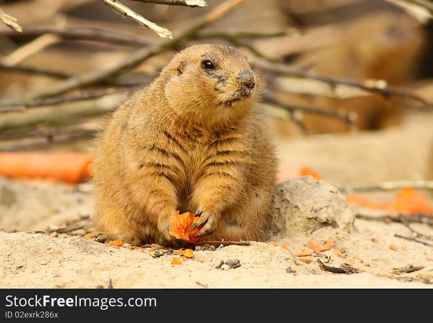 Prairie dog holding a carrot