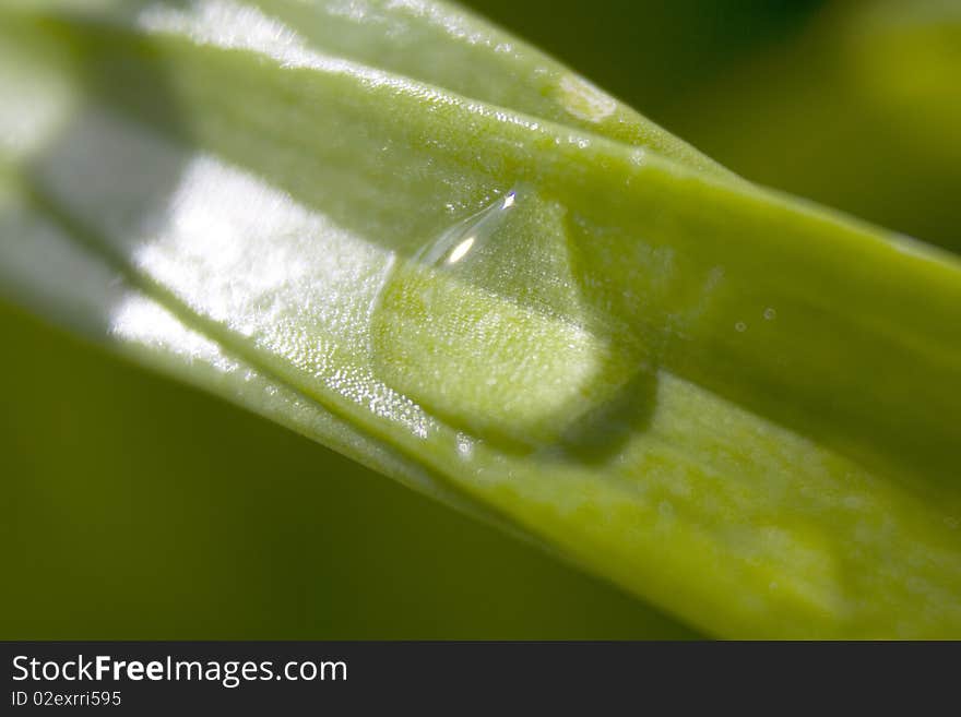 A close up in a water drop in a green leaf