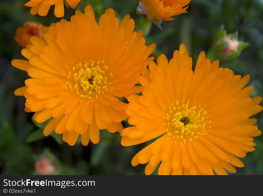 Beautiful Orange flower macro with some blur