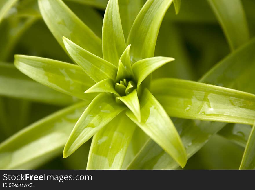 A closeup in a green plant; Full frame.