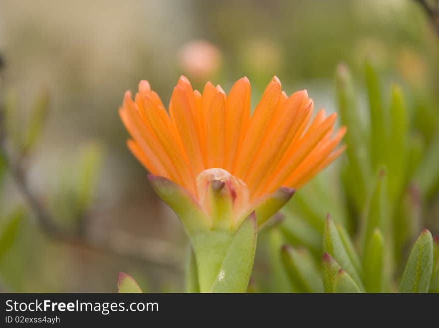 Beautiful Orange flower macro with some blur