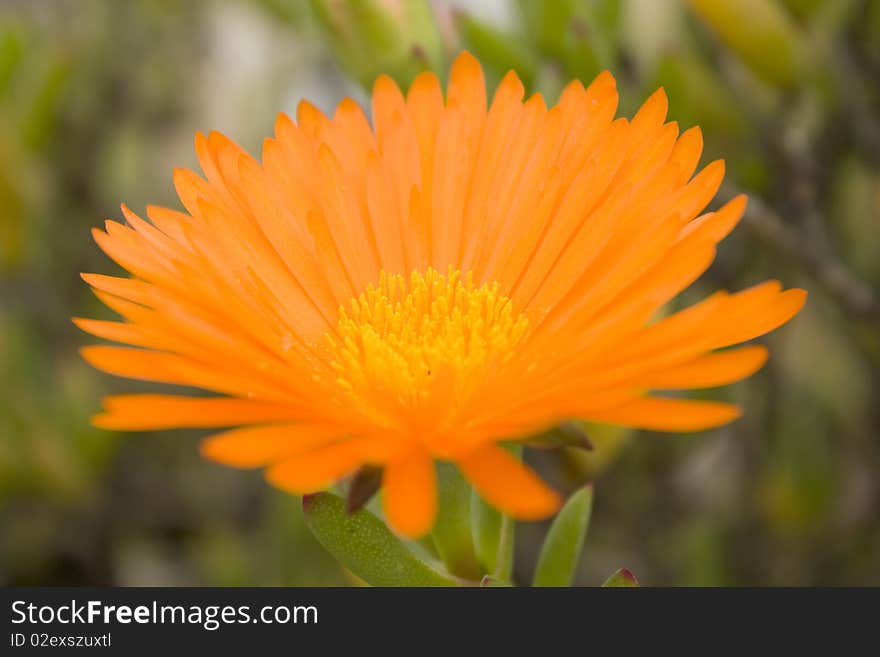 Beautiful Orange flower macro with some blur