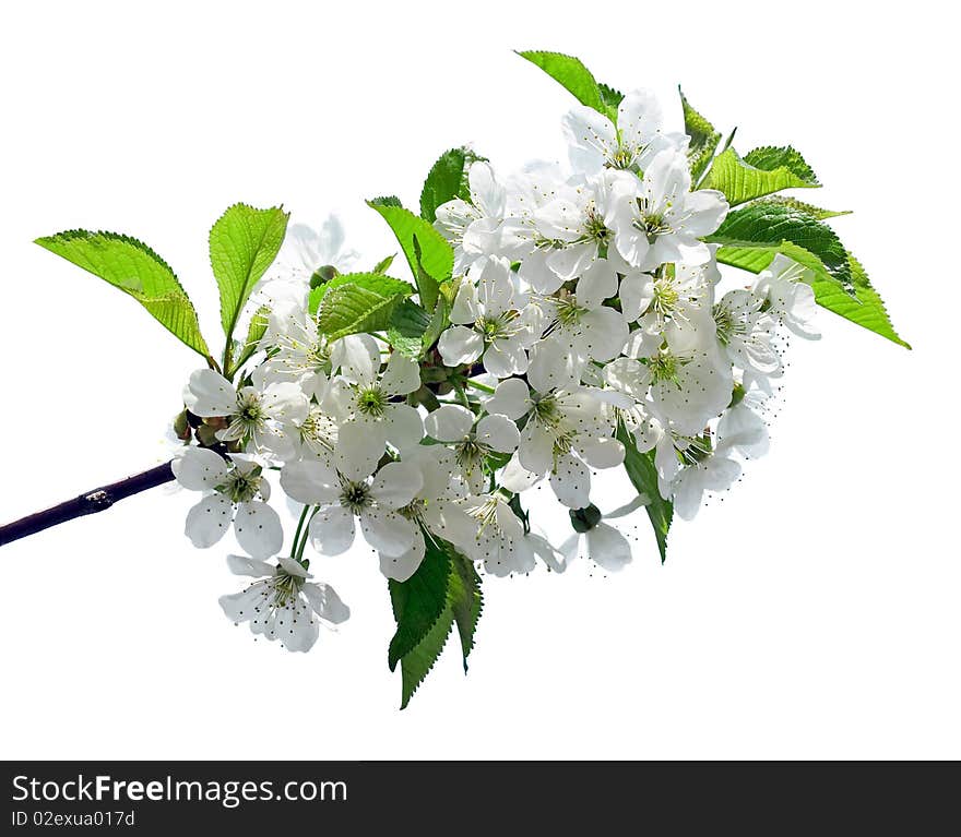 Flowers of cherry isolated on white background. Flowers of cherry isolated on white background.