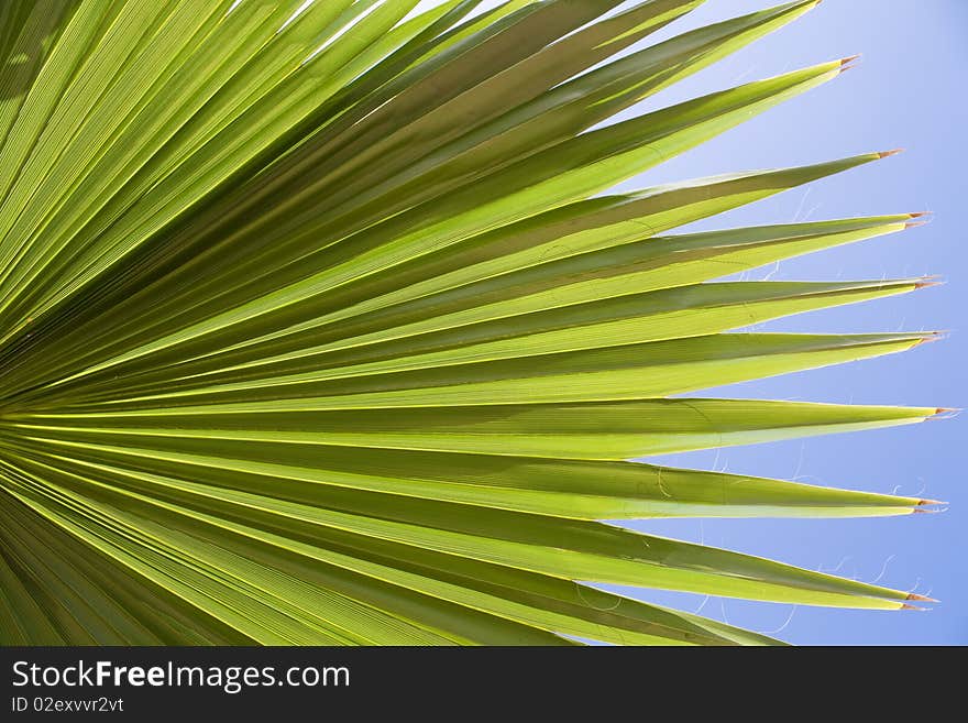 Down view on a leaf from a palm tree. Down view on a leaf from a palm tree