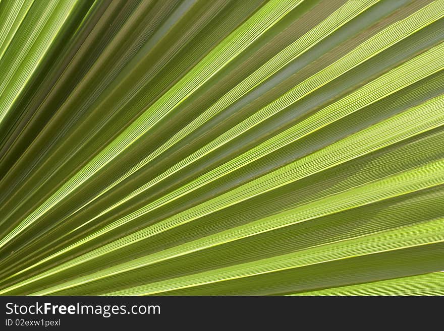 Down view on a leaf from a palm tree. Down view on a leaf from a palm tree