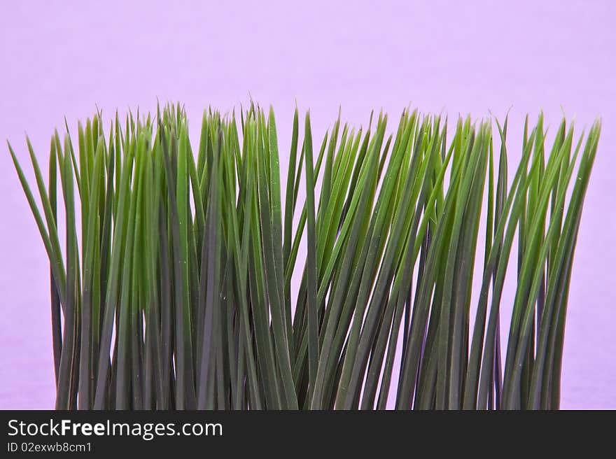 Bright green grass on a purple background.