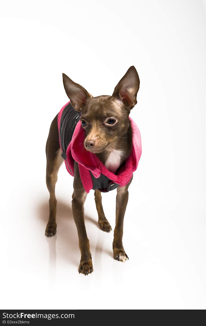 Picture of a funny curious toy terrier dog looking up. white background