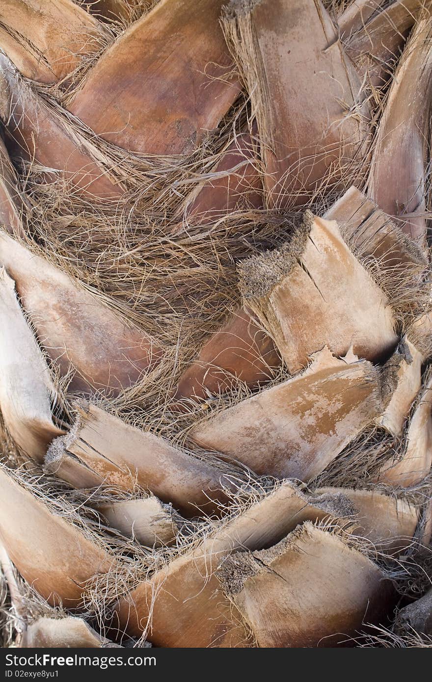 A closeup on the bark of a palm tree