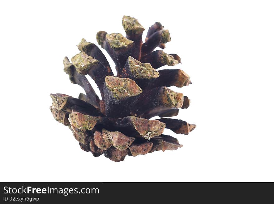 Old Pine Cone