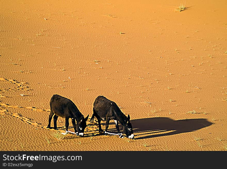 Two donkeys on the desert