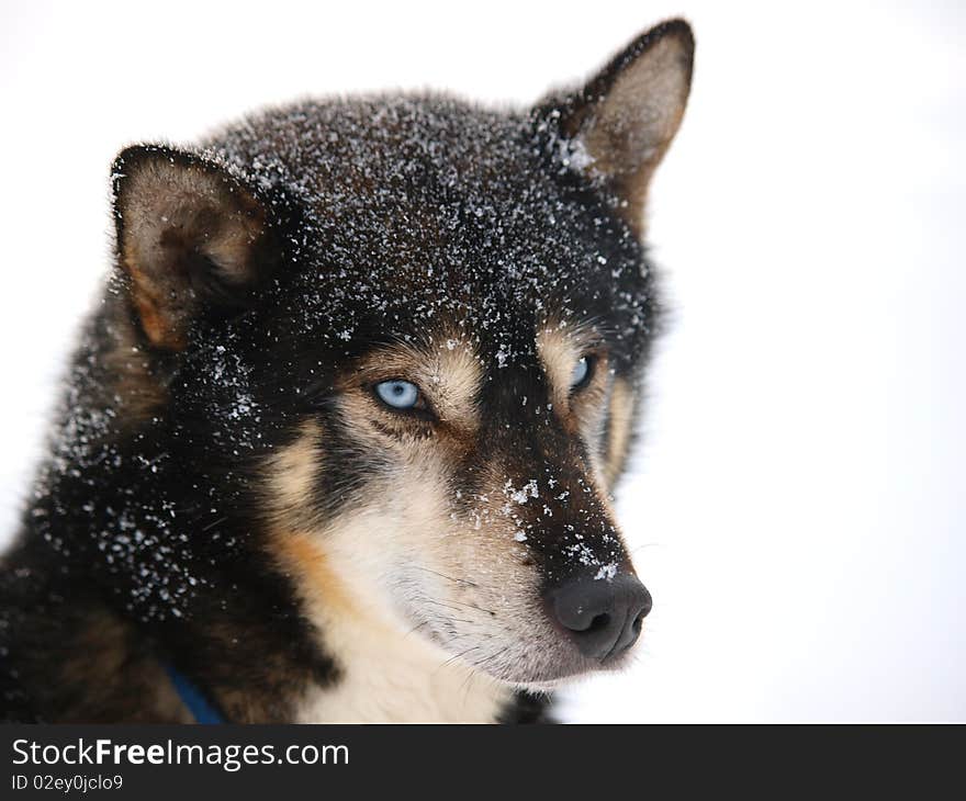 Portrait of a sledge dog, high key. Portrait of a sledge dog, high key