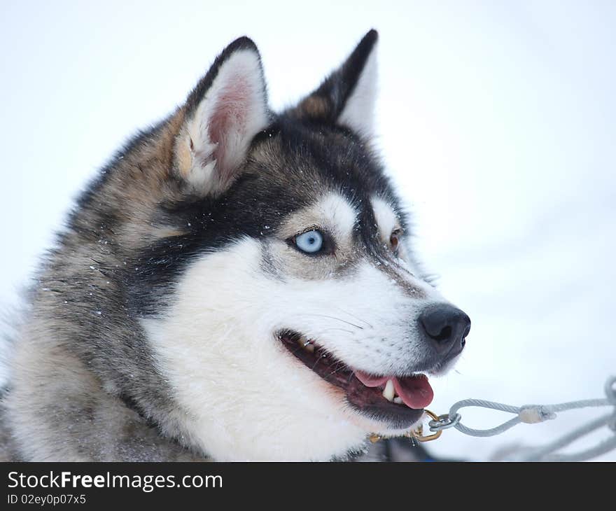 Portrait of a sledge dog, high key. Portrait of a sledge dog, high key