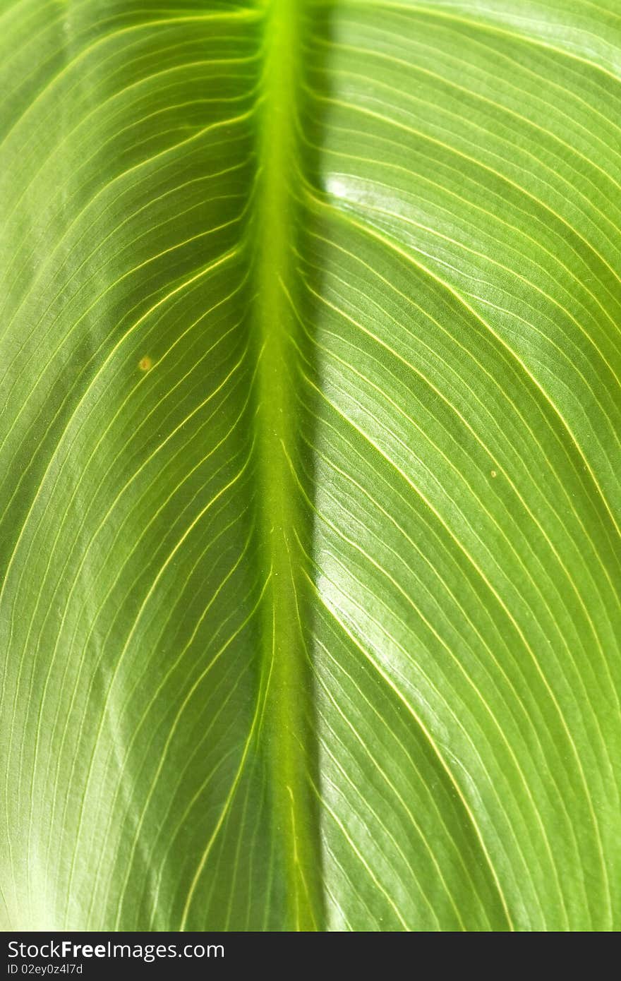 A green leaf filling the frame in the vertical