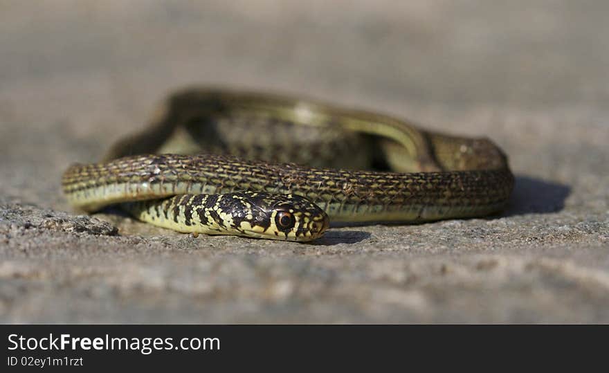 Grass Snake