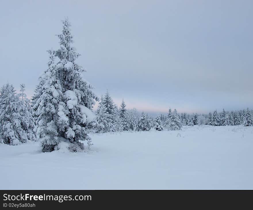 Winter landscape by forest