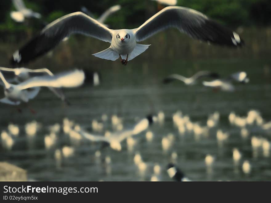 Seagull in action