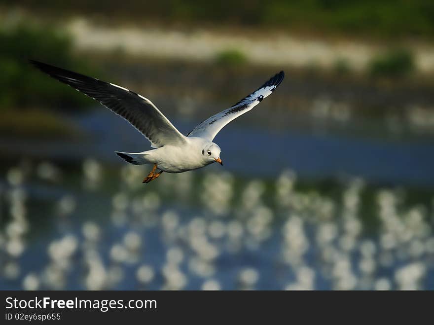 Lonely seagull