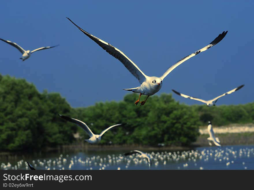 Smart Seagull