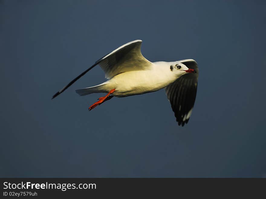 A seagull in flying action. A seagull in flying action