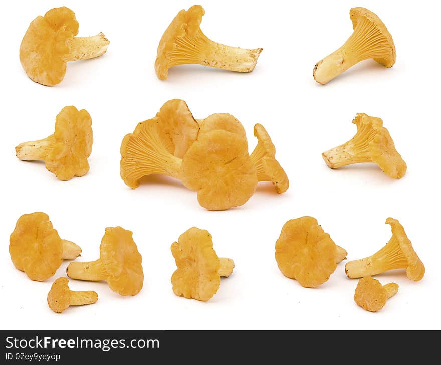 Group of forest mushrooms, isolated on white. Chanterelles.