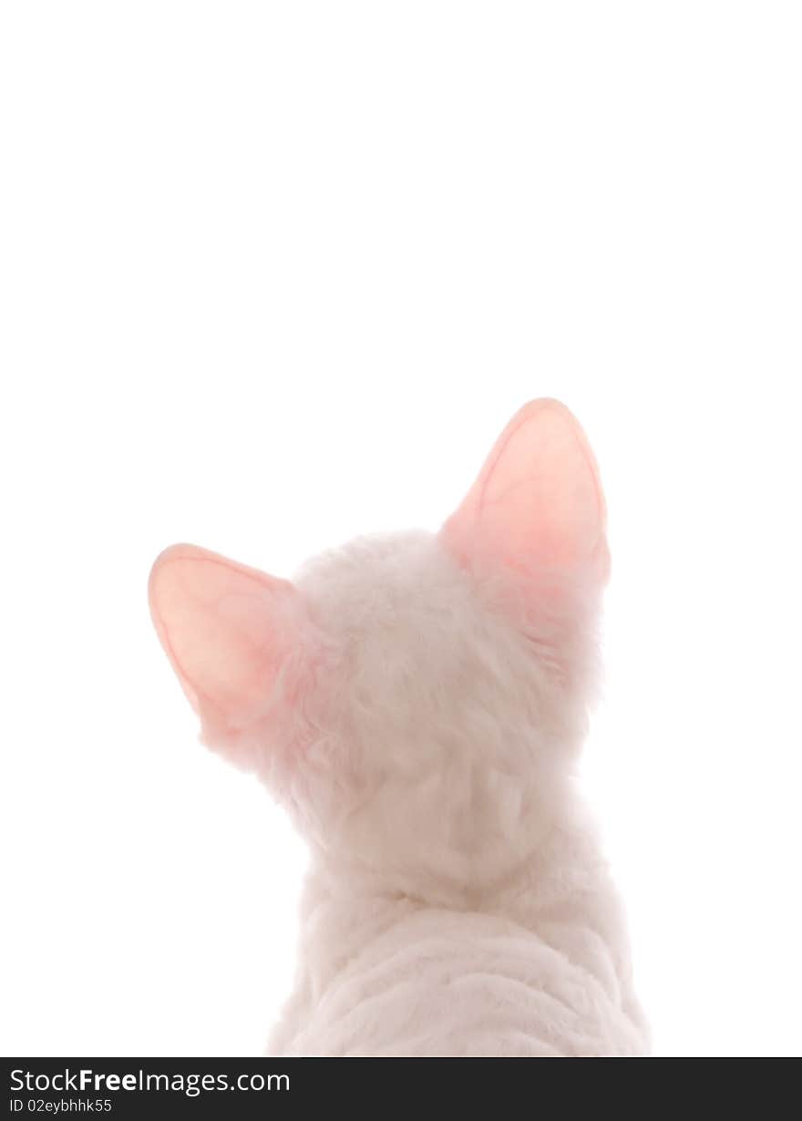 White Kitten Looking at Your Text