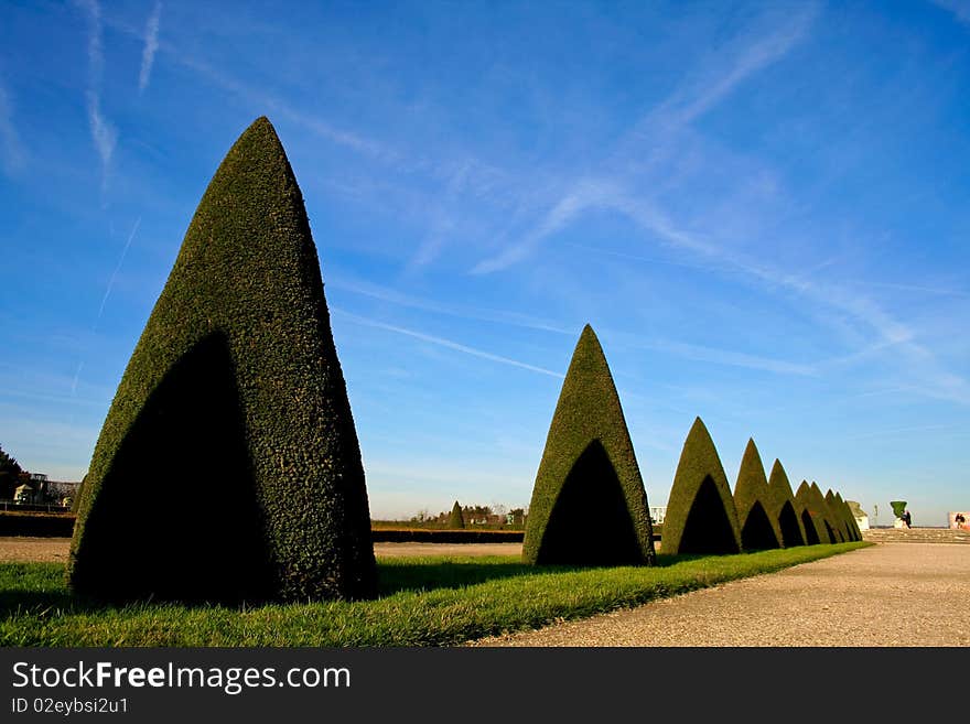 Line of conic trees in versailles, paris, france. Line of conic trees in versailles, paris, france