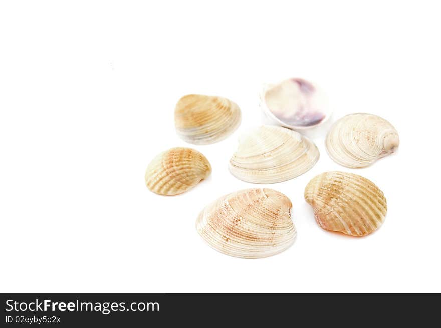 Sea shell isolated on white background. Sea shell isolated on white background.